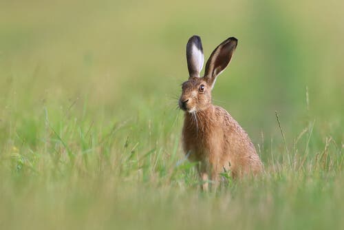 A hare in a field.