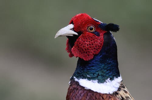 The head of a male pheasant.