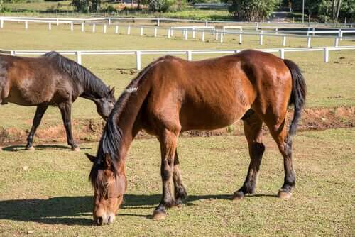A pair of horses grazing.
