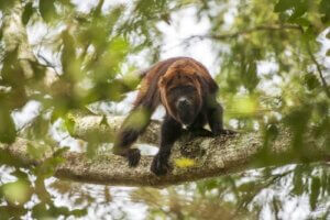 The Characteristics of Howler Monkeys