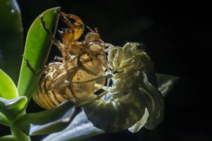 Animals that Shed Their Skin