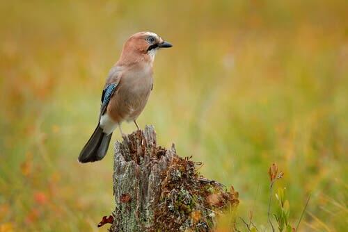 A shot of an Eurasian Jay's lateral profile.