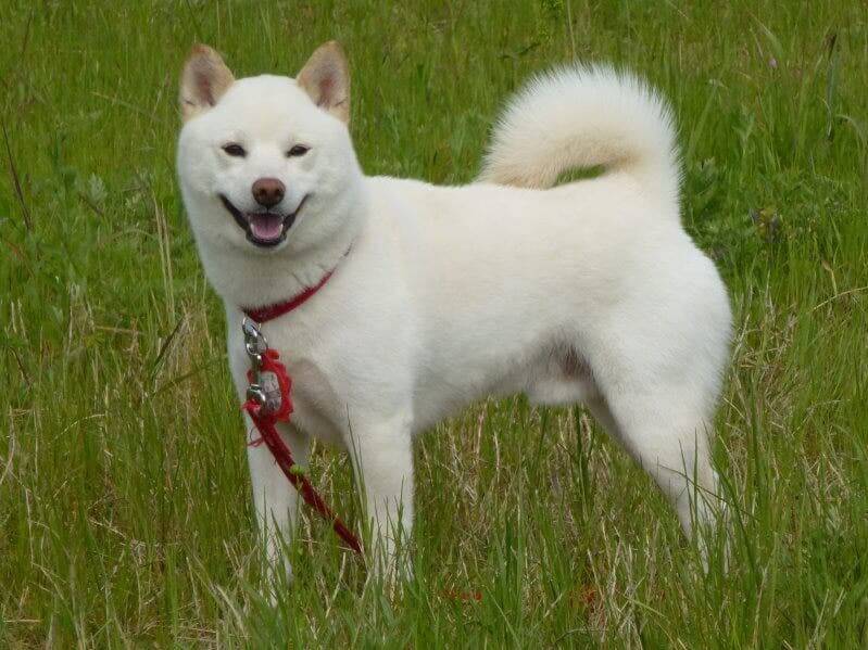 All About the Kishu Inu - My Animals