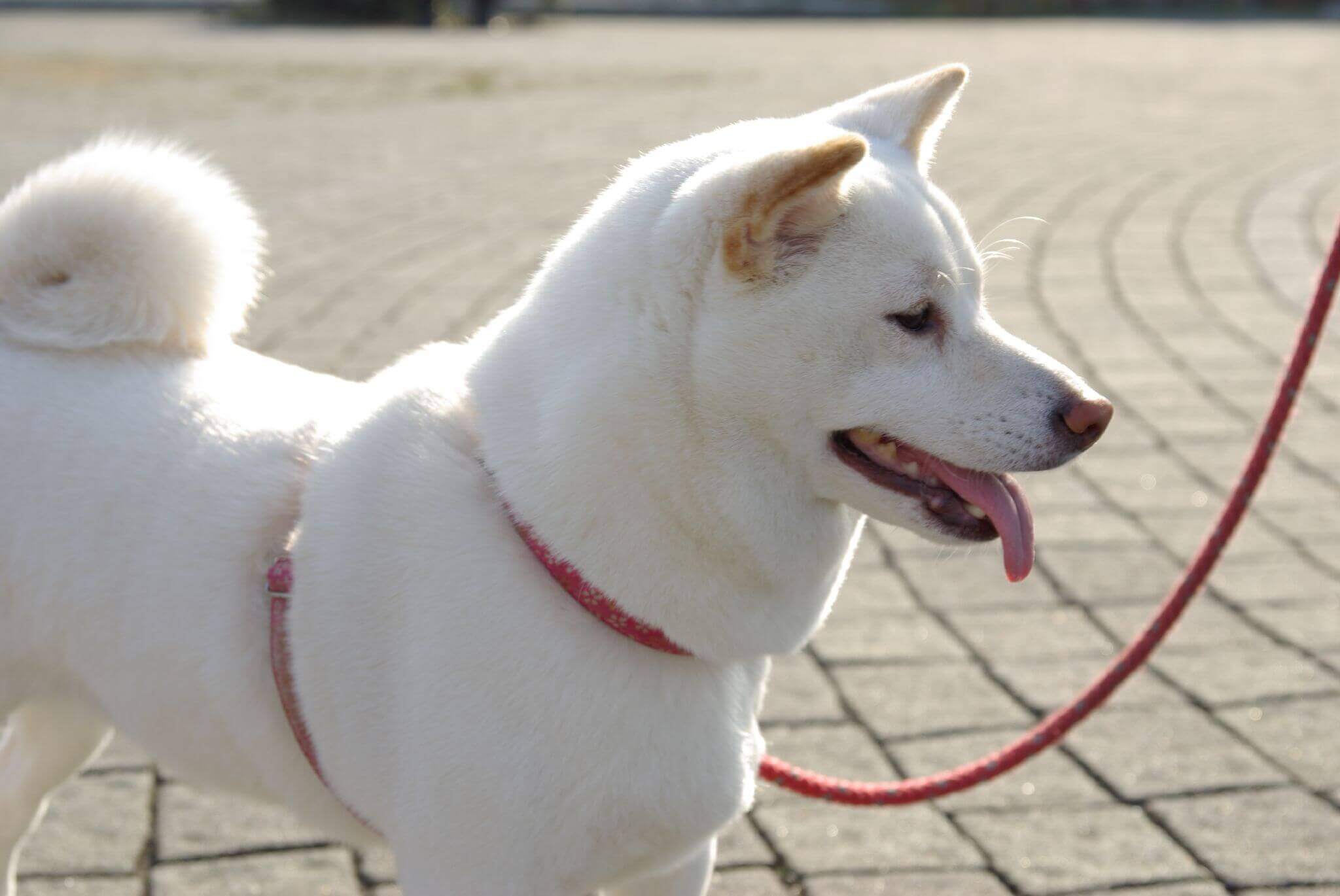 A white dog on a leash.