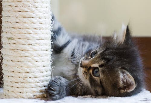 A kitten playing with a scratching post.
