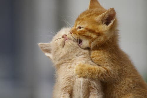 Two kittens play fighting.