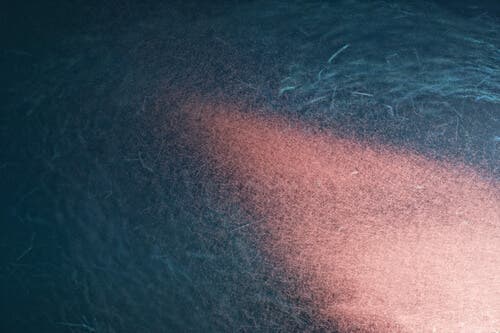 Krill swimming in the ocean.