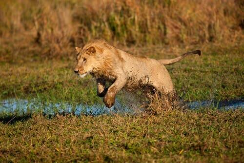 A lion jumping in mud and water.