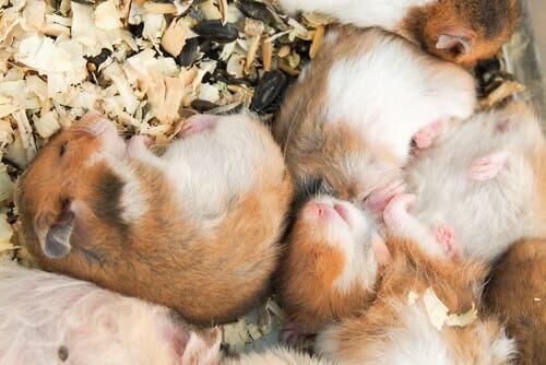 A photo of small sleeping hamsters.