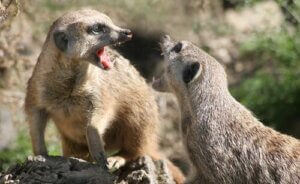 Is it a Good Idea to Have a Meerkat as a Pet?