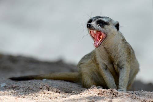 Having a meerkat as a pet can contribute to problems with invasive species.