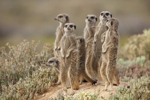 A group of meerkats standing up in the wild.