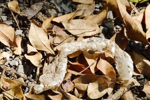 A snake skin in some leaves.