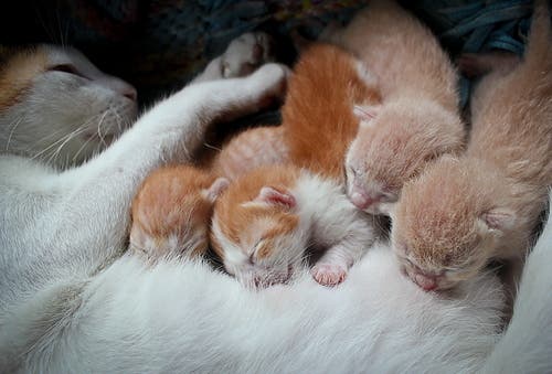 Kittens nursing from a mother cat.