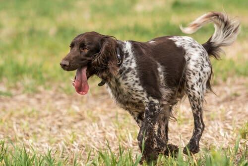 A dog with its tongue out.