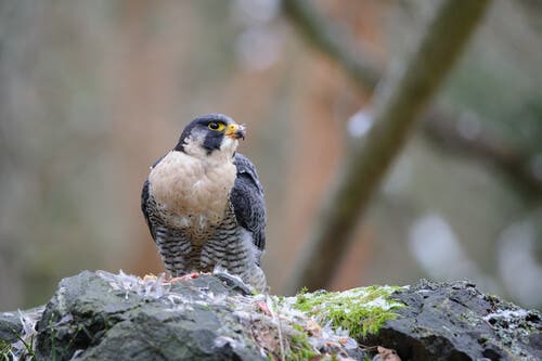 Nocturnal birds of prey are carnivorous.