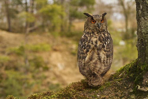 An owl sitting on the ground.