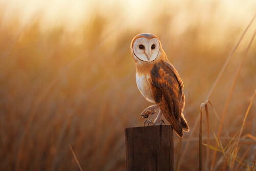 Owls are nocturnal birds of prey.