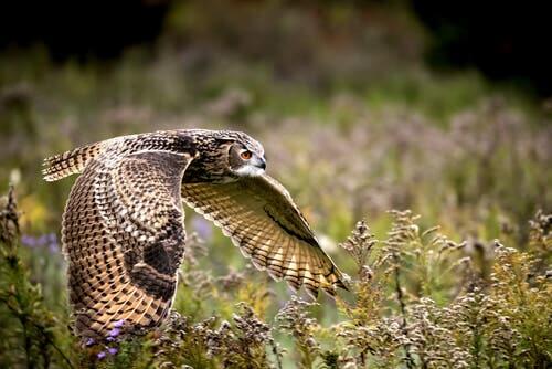 Eurasian Eagle-Owl: Χαρακτηριστικά, Συμπεριφορά και Ενδιαίτημα