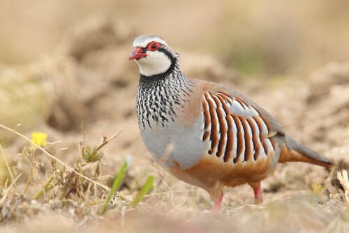 The Breeding and Reproduction of Partridges