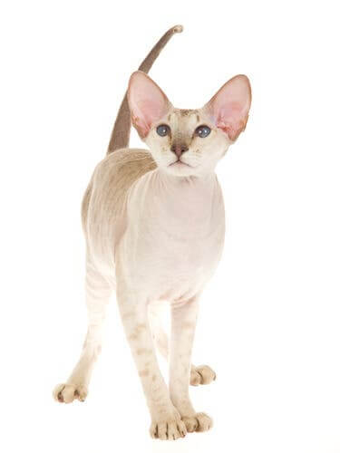 The appearance of the Peterbald.
