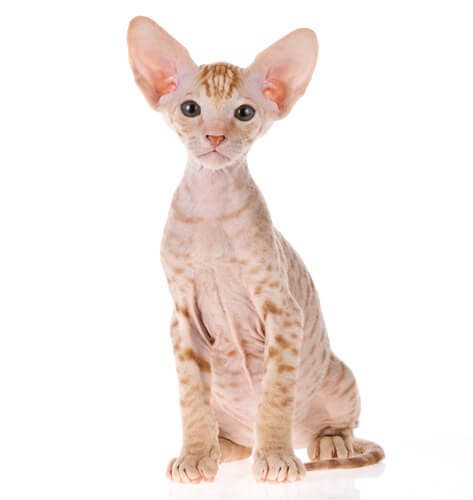 All About the Peterbald Cat Breed