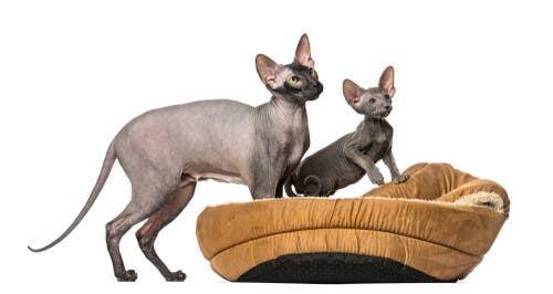 How to care for Peterbald cats.