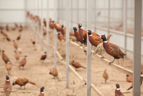 Learn About the Pheasant's Domestic Breeding