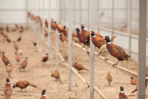 Pheasants living in captivity.