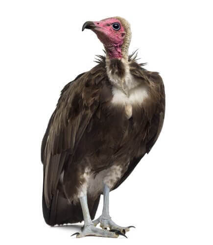 The physical features of vultures.
