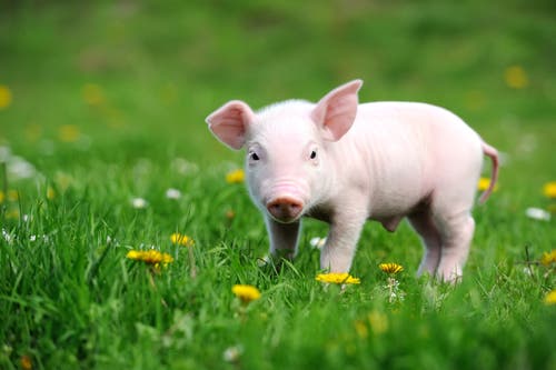 A piglet in a field.