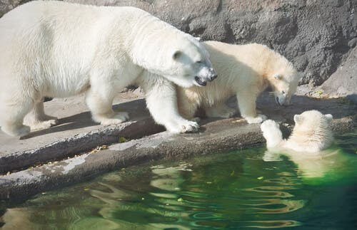 Polar bears in a zoo.