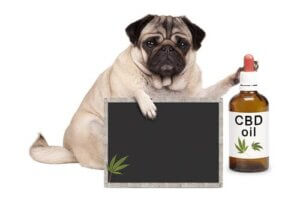 Alternative Medicine for Pets