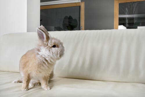A dwarf rabbit on a sofa.
