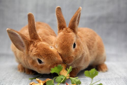 A pair of rabbits eating.