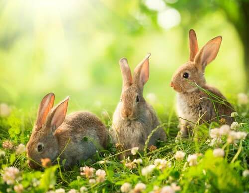 Three rabbits in a field.