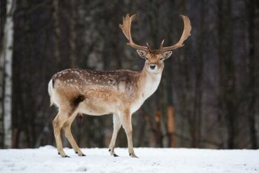 deer characteristics