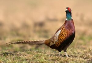 The Characteristics, Behavior and Habitat of the Common Pheasant