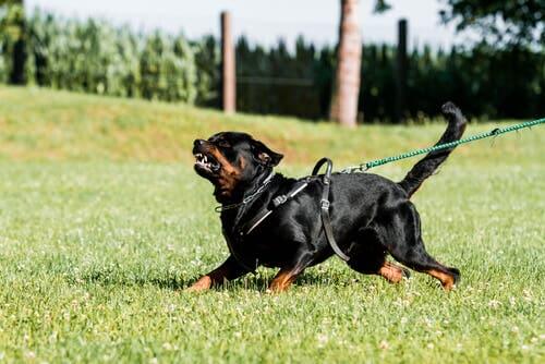 A Rottweiler displaying aggression in a field.
