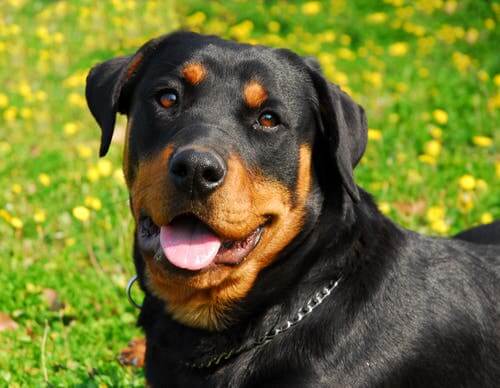 Professional Rottweiler Training - My Animals