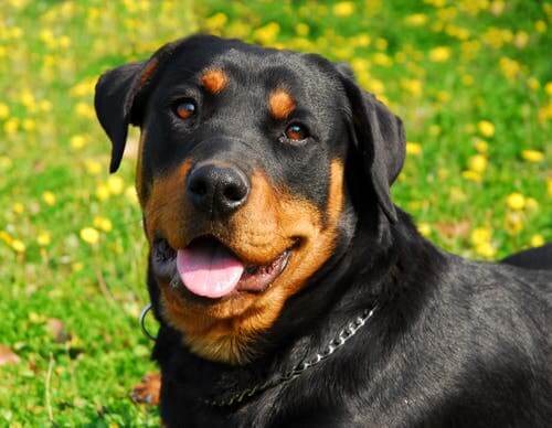 A Rottweiler in a field.