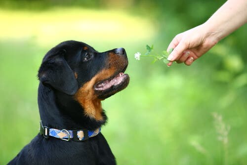 A woman showing a Rottweiler a flower.