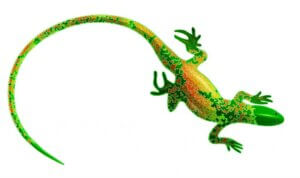 Salamanders and Lizards: Everything About These Animals