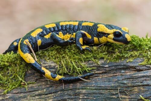 Salamanders and lizards are not both reptiles.