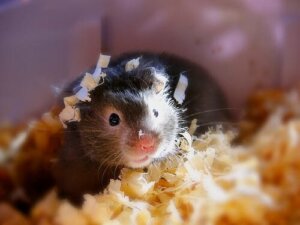 Bedding for Rodent Cages
