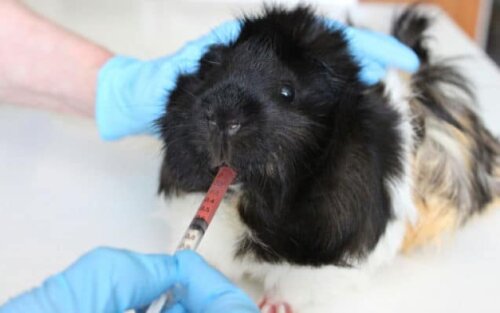 A guinea pig receiving medicine.