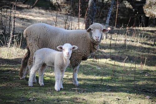 A mother sheep and her baby lamb.