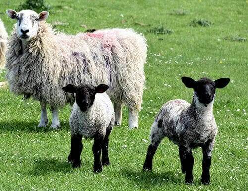 A picture of a sheep and its two little lambs.