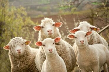 Breeding Sheep: All You Need to Know