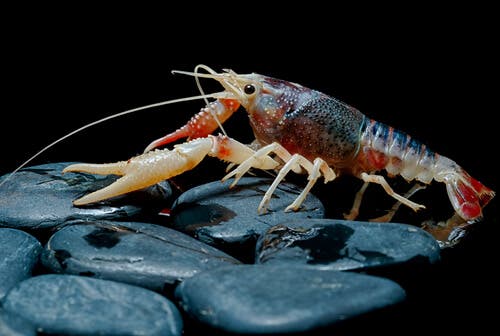 A shrimp.